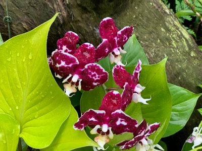 Moth orchids Doritaenopsis.