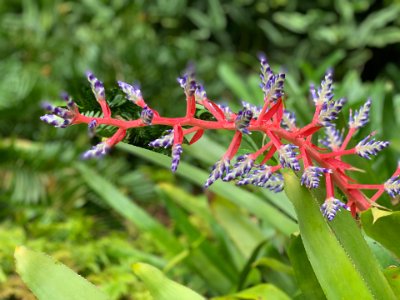 This beautiful plant is an Aechmea weilbachii AKA Blue Tango. It is an  Annual/Perennial from the Bromeliads family.