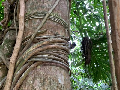 I am amazed how the battle for survival rages on in the tropics. Here some sort of vine is slowly killing its host. Does the vine die when the host dies? How did the vine get here anyway?