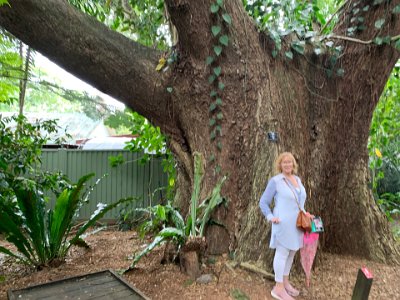 Jenni stands before a huge Samanea saman. It is a species of flowering tree in the pea family native to Central and South America.  Common names include saman, rain tree and monkeypod.   It can reach a height of 15–25 m (49–82 ft) and a diameter of 30 m (98 ft).