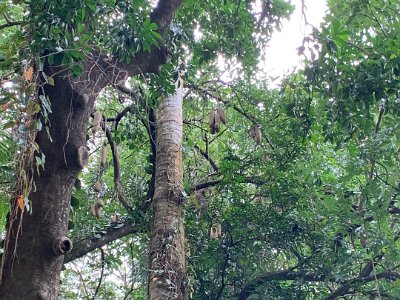 These are Sausage Trees, botanical name Kigelia africana.  The genus consists of only one species, Kigelia africana, which occurs throughout tropical Africa.