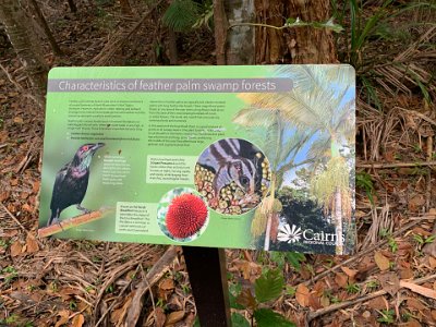 "Feather Palm swamp forests were once a conspicuous feature of coastal lowlands of Queensland's wet tropics bioregion.  However, agriculture, urban clearing and wetland drainage have reduced these endangered communities with the remaining remnants usually in small patches.  Feather Palm swamp forests occur in lowland flood plains on waterlogged alluvial soils where the water table is very high, in a high rainfall zone."