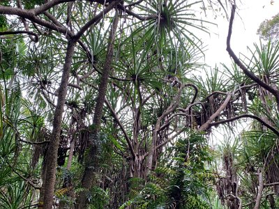 Feather Palms.