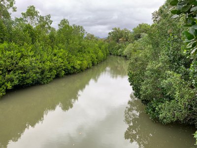 Mangroves live in the tidal waters.