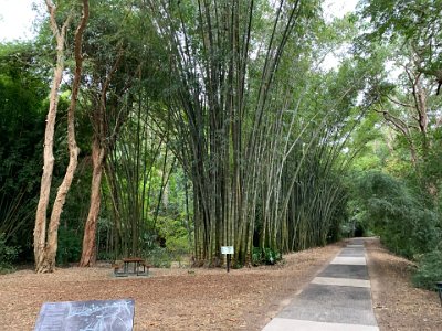 On our return to the car, we pass through the final exhibit: giant stands of bamboo.