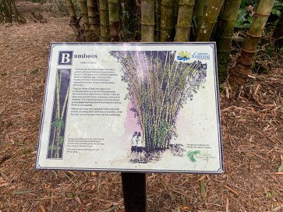 Bamboos are the world's largest and tallest grasses.