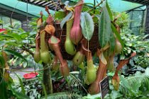 These are pitcher plants which are carnivorous plants that have modified leaves known as pitfall traps -  prey trapping mechanisms with deep cavities  filled with digestive liquid.  The plants attract and drown their prey with nectar.