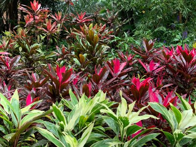 I think these may be Hawaiian Ti plants. Very colourful.