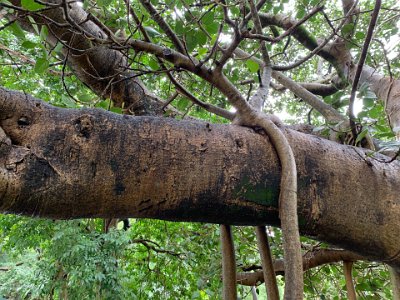 Strangler vines and we left the tropics in Rockhampton.