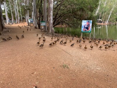 The story of the sanctuary is amazing:    "Thirty years ago, Bob and Del Flemming stood at the edge of a bare paddock, and dared to dream about building their own wildlife park. After teaching primary school in Sydney for 15 years, Bob was ready for a change. He and Del sold up and moved north with the goal of establishing a sanctuary for native animals in their natural habitats."