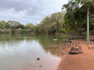 "Locals came forward with offers of native animals. First to arrive were Todd and Judy, a pair of dingoes. The collection soon included an olive python, kangaroos, wallabies, echidnas, crocodiles and an emu with attitude, named Gonzo.  In March 1985 the dream became reality when Billabong Sanctuary opened to the public."