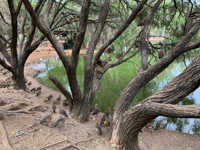 The ducks are Plumed Whistling-Ducks. Its distinctive, high-pitched whistling calls were once confined to northern Australia, but after floods in the 1950s the species expanded its range into the Riverina region of NSW, and from there it colonised northern and western Victoria as well.