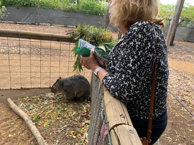 This is a wombat. They look staid and boring but a wombat named "Tonka", that died in 2016, loved to be cuddled and was a crowd favourite.