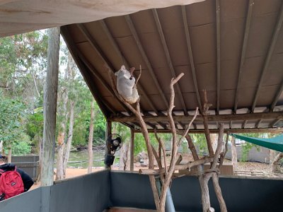 We enter the koala area. The word "Koala" derives from an Aboriginal word meaning ‘no drink’.  Because Koalas so seldom venture down onto the ground, it was thought that they have no need to drink water. But they do.