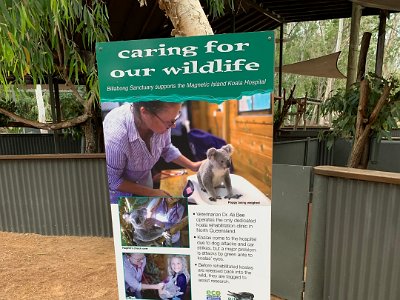 The sanctuary is an actual sanctuary that cares for injured wild life. The sanctuary is the only dedicated koala rehabilitation clinic in North Queensland. Before rehabilitated koalas are released back into the wild, they are tagged to assist research.