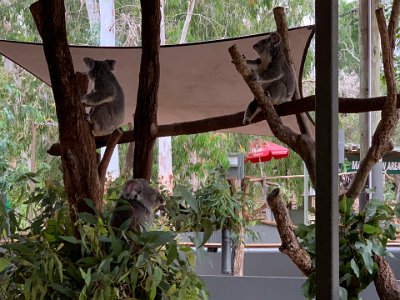 As luck would have it, we arrive just after the  koalas have been fed. This means they are busy eating leaves and peeing instead of sleeping and peeing. I take some "live action" movies of the koalas chomping, chewing and climbing around the branches.