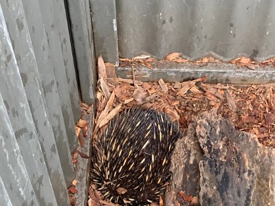 This is an echidna. This is one of the strangest, most improbable creatures in the world because, like the duck-billed platypus, the echidna is a monotreme, an egg laying mammal. Not very cuddly either.