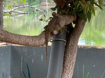 This is a Mertens Water Monitor.  They are found in coastal and inland waters across far northern Australia, from Broome to the western side of Cape York peninsula. They’re always near water, where they bask on rocks or overhanging branches, or amongst aquatic plants.