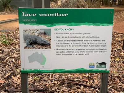 This is another species of lizard that Australians call goannas. We have goannas in the National Park behind us. They avoid us as much as we avoid them.