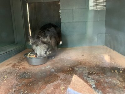 This is a wombat in a pen.