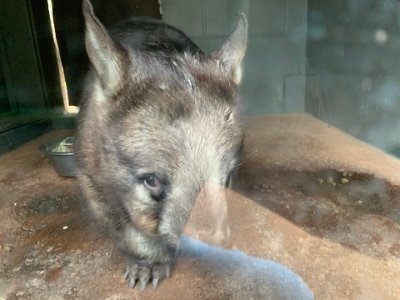 When it sees me, it walks over and pushes its nose against the glass. I really enjoy it when animals interact with me.