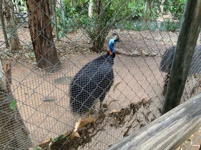 The sad story is that these birds are native to the northern Queensland tropics but the tropical forests on which they depend have mostly been destroyed and they are extinct in many areas.