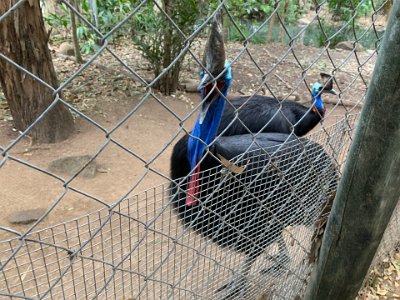 It doesn't seem much of a deal to me to turn tropical forest into dairy pastures, but that's progress. In fact, there are road signs across the tablelands asking road users to notify the Qld Govt if they see a cassowary so that steps can be taken to ensure its survival.