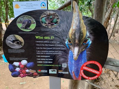 "The cassowary is remarkable in a number of ways. For one thing, the males hatch the eggs and raise the chicks rather than the females. The cassowary also plays a key role in the survival of the rainforest. By eating rainforest fruits and excreting their seeds, it helps ensure diversity. More than 70 species of trees rely on the cassowary for survival."