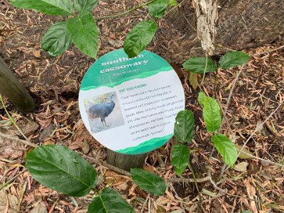 "Just 4000 cassowaries are believed to be left in the wild but you have a good chance of spotting them in various sections of the Wet Tropics Rainforest like the Girringun National Park near Ingham, Barron Falls National Park in Kuranda and in the rainforests of Daintree and Cape Tribulation."