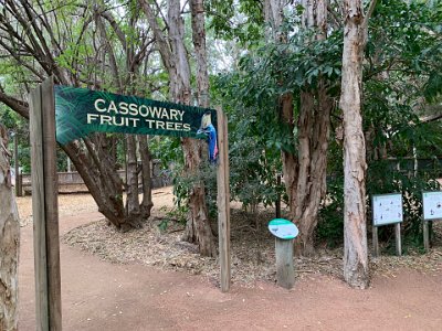 This exhibit typifies the types of tropical trees and plants that co-exist with cassowaries. Naturally enough, all of these trees and ferns were planted by the park's owners back in the 1980's.