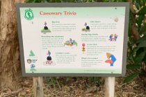 Cassowary trivia.