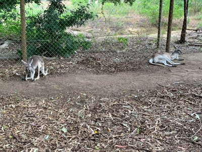 We then enter the kangaroo area. These are eastern greys and they are the second-largest of Australia’s marsupials.  An adult male stands taller than a grown man, and can weigh up to 66 kg (145 lb). Total length of the head and body averages well over 2 m (6 ½ ft) with nearly half of this being the length of the tail. Females are smaller, reaching a maximum weight of about 32 kg (70 lb).