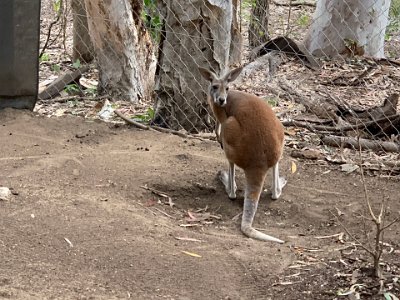 The red kangaroo is the largest of all kangaroos, the largest terrestrial mammal native to Australia, and the largest extant marsupial. It is found across mainland Australia, except for the more fertile areas, such as southern Western Australia, the eastern and southeastern coasts, and the rainforests along the northern coast.