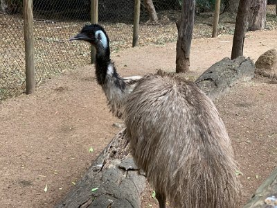 Emu. Emus belong to a small group of birds called ratites; flightless birds that include cassowaries, ostriches and rheas. It is the second largest bird in the world and grows to 2 metres tall (6 ft) and weighs up to 55 kg (120 lb).