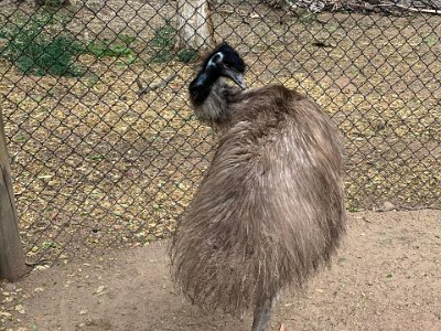 Emus occur naturally in all Australian states except Tasmania. They live in a wide variety of habitats, from the open plains of the interior to tropical woodlands, but prefer sclerophyll forest and savannah woodlands.  The only areas you would not expect to find emus would be in tropical rainforest, in very arid desert country, and in heavily populated areas such as the eastern coastal strip.   Note: Sclerophyll forests are a typically Australian vegetation type having plants (typically eucalypts, wattles and banksias) with hard, short and often spiky leaves, which is a condition closely associated with low soil fertility (rather than rainfall/soil moisture).