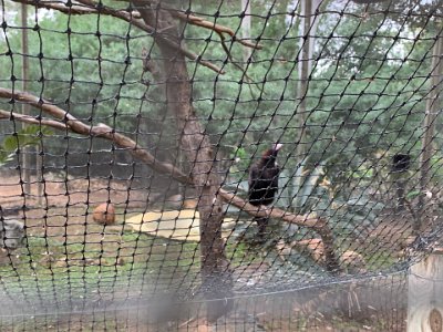 Wedge-tailed eagle.   "Early in the 20th century, it was thought that wedge-tailed eagles were killing large numbers of sheep and lambs. Bounty money was offered for their destruction, and huge numbers were poisoned or shot right up till the 1970’s. In one year in Queensland alone over 10 000 bounties were paid. It was later realized that eagles were mostly feeding on carrion, or taking only lambs in poor condition, and in fact were not harming the sheep industry at all. Now they are protected in all states by the National Parks and Wildlife Act. In some ways wedge-tailed eagles have benefited from European settlement. Rabbits were introduced, and became an important food source, along with other domestic animals and livestock. To some extent, clearing of forests has opened up new hunting areas. Eagles have learned to exploit the carcasses of road-killed animals that litter Outback highways."