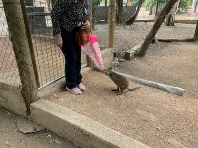 Pademelons are extremely friendly towards humans. This one is very interested in Jenni's umbrella and tries to take it from her.