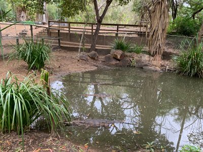 Getting out of the pademelons enclosure is a problem for us because both of them want to come with us. We then wander around to a "Freshie" pool.