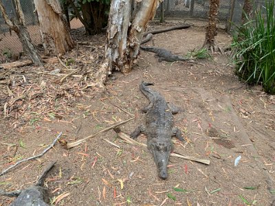 The Australian freshwater crocodile, (or Johnstone's crocodile)  is a species of crocodile endemic to the northern regions of Australia.