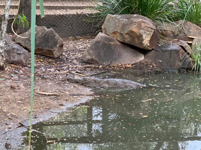 "The female freshwater crocodile constructs a mound of vegetation and soil along the banks of a watercourse.  Rotting vegetation incubates the eggs inside the mound, and the temperature and duration of incubation determines the sex of the young. A temperature of 32 deg. C produces both sexes but most are male. Temperatures lower or higher than this result in increasing numbers of females. Very high or very low temperatures kill the embryos."