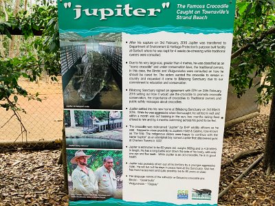 About Jupiter:   Captured 3/2/2016 and transferred to purpose built facility for 4 weeks. Traditional owners consulted  Size greater than 4M, classified as "iconic". Traditional owners consulted about how he should be cared for. Owners requested he in stay in Australia and be transferred to Billabong sanctuary.  Billabong Sanctuary signed agreement about Jupiter's care.  Brought to sanctuary 3/3/2016. Settled in well. Within a month basking in sun, 2 months taking food, 4 months swimming across pond to be fed.  Estimated to be 60 years old, 500 Kg, 4.3 m long. Long battle scar, one good eye and few teeth. Even though old, is in good health  Probably driven out of territory by younger male. Will live our his days here. May live to 80. Language names for salties are Goolinbulla or Gaguay.