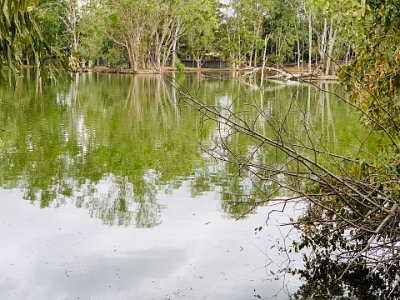 The crocodilian genetic lineage of saltwater, Nile and Siamese crocodiles is estimated to have diverged 10.60–6.52 million years ago. Nile and Siamese crocodiles probably diverged from this group 7.94–4.19 million years ago.  The lineages leading to modern crocodiles and alligators diverged in the Late Cretaceous Period (over 80 million years ago) at the latest.