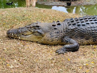 Alligators have their own genus,  Alligator , and Crocodiles have their very own,  Crocodylus . They are genetically too far apart, even though related, to produce “Crocogators”.