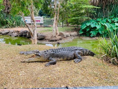 What's the difference then? Snout shape: Alligators have wider, U-shaped snouts, while crocodile front ends are more pointed and V-shaped. Crocodiles tend to live in saltwater habitats, while alligators hang out in freshwater marshes and lakes.