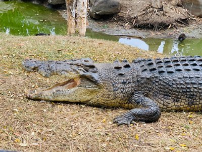 This monster croc is called Bully and he came to the sanctuary in 2013. As we watched, he opened his jaws for us. I wonder if he was sending us a warning?