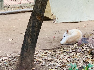 "Our beautiful dingoes, King, Allira and Kalari, love cuddles and attention. And they like to have fun! Enrichment activities are essential for such intelligent animals: During the Ranger talk, you’ll hide bits of meat throughout their enclosure, and watch as they seek them out. You’ll be amazed at their agility, as they scramble up onto rocks and even onto low-hanging branches. Offer them toys, play games, get totally involved!"