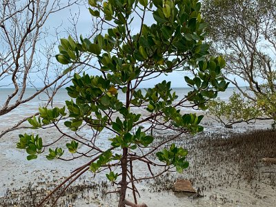 It's unusual for me to see mangroves growing along the ocean's edge. I'm more used to seeing them inland  in the inlets around Woy Woy and the Hawkesbury River.