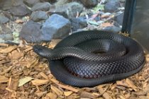 Red bellied black snake. We have these in Sydney as well.