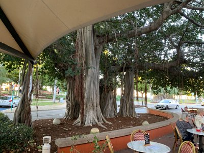 This Banyan Tree provides shelter for the restaurant's outdoor patrons. We do not eat here although it looks very nice; instead, we a book a table for 18:00 at the Long Board  Restaurant directly opposite.