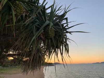 Australian Aborigines extracted the slender, edible seeds for food. The tree's leaves are used as flavouring for sweet dishes and to flavor a variety of curries. Polynesians use the leaves to make baskets, mats, outrigger canoe sails, thatch roofs, and grass skirts.